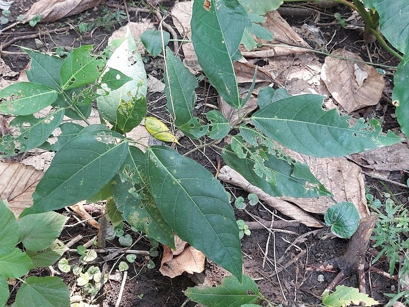 Ficus cumingii photo 5