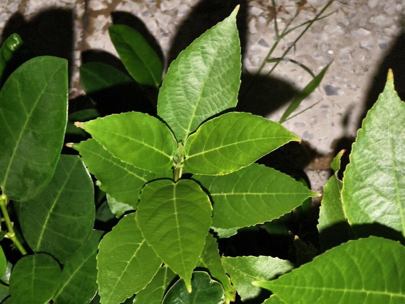 Ficus cumingii photo 6