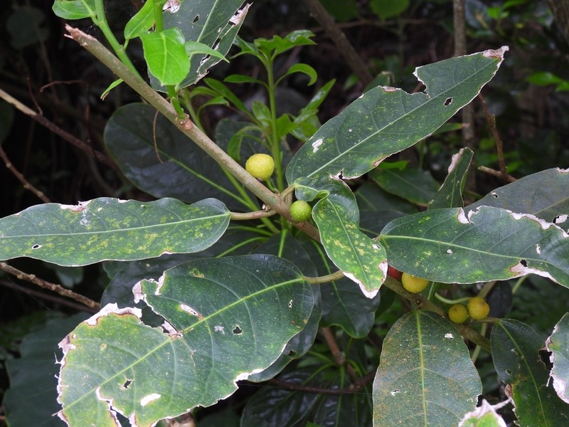 Ficus cumingii photo 7