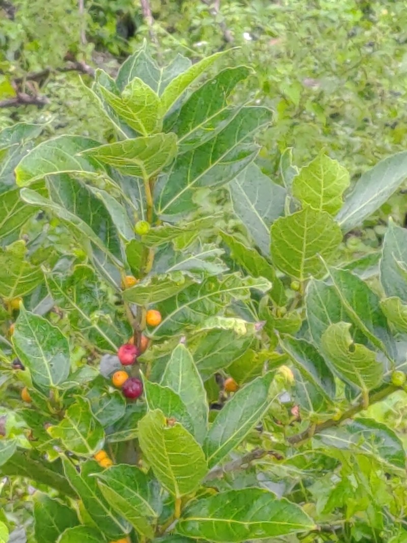 Ficus cumingii photo 8