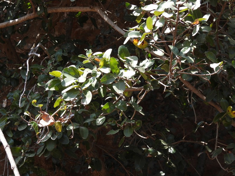Ficus cupulata photo 2