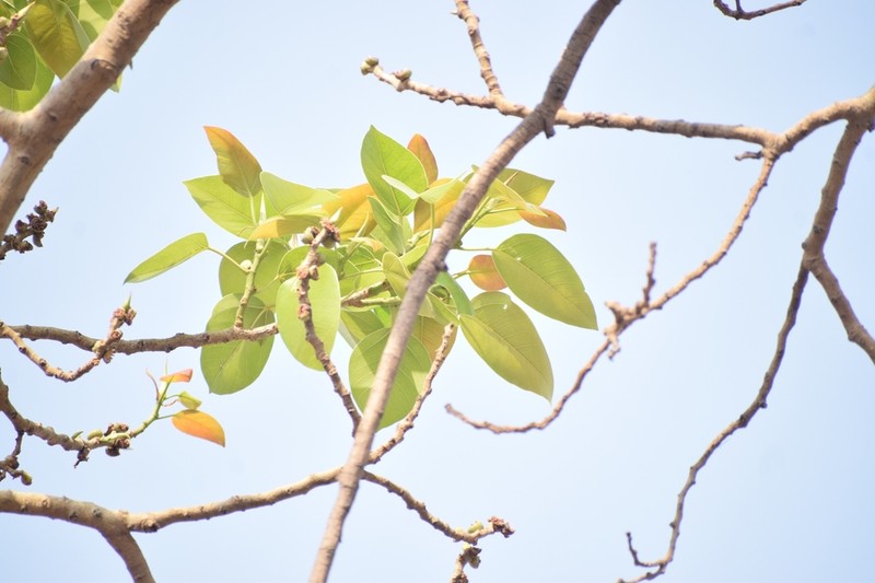 Ficus cupulata photo 3
