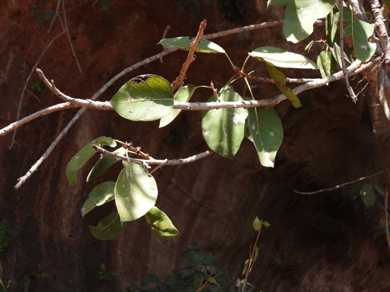 Ficus cupulata photo 4