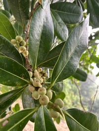 Ficus curtipes