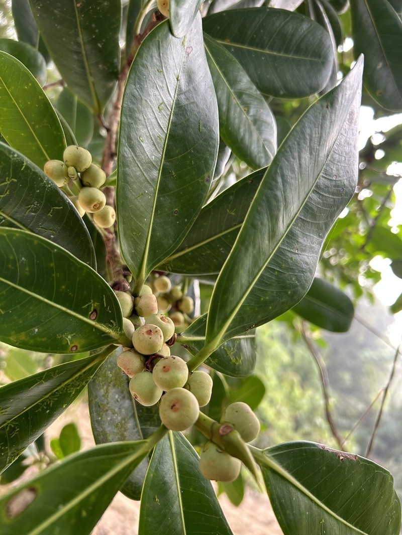 Ficus curtipes