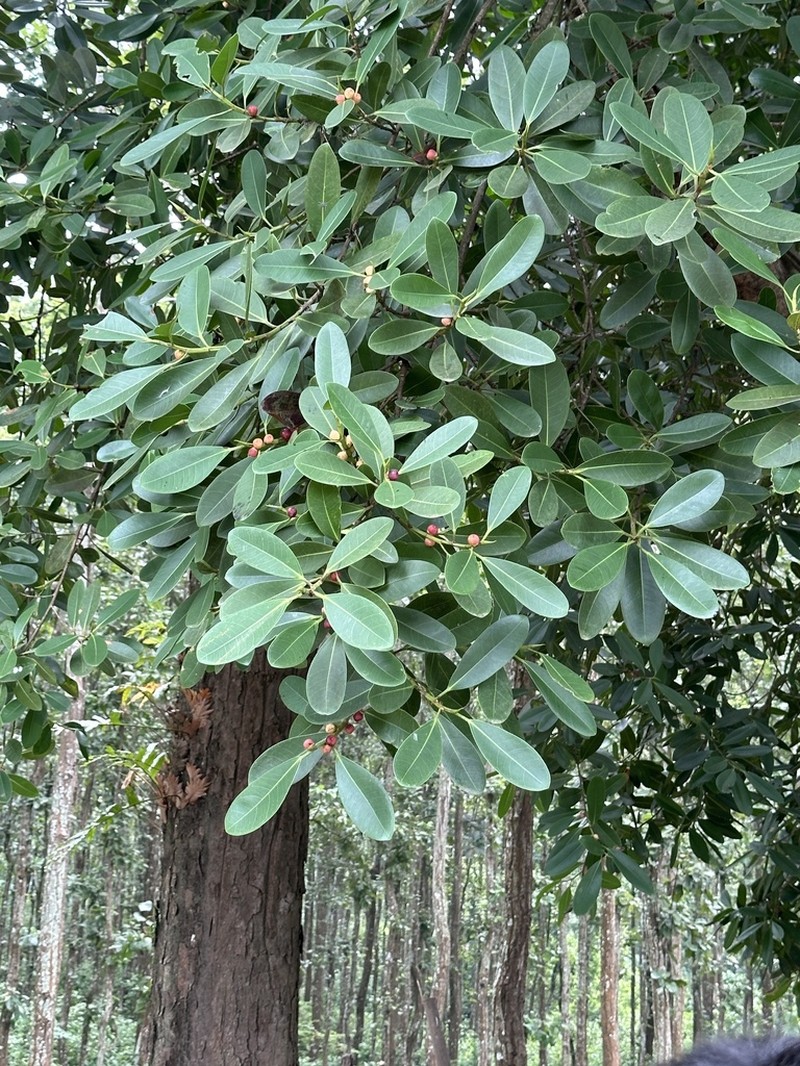 Ficus curtipes photo 2