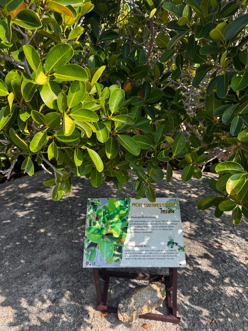 Ficus curtipes photo 3