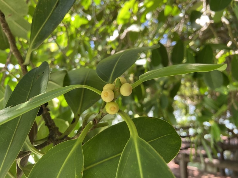 Ficus curtipes photo 5