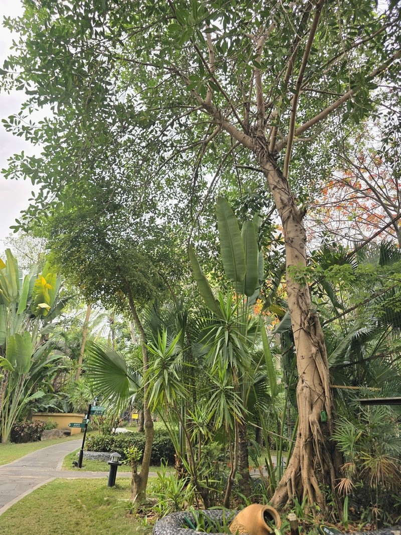 Ficus curtipes photo 6
