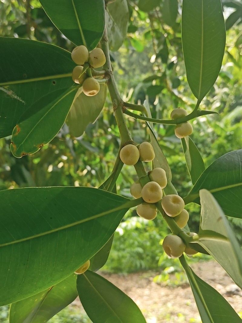 Ficus curtipes photo 7