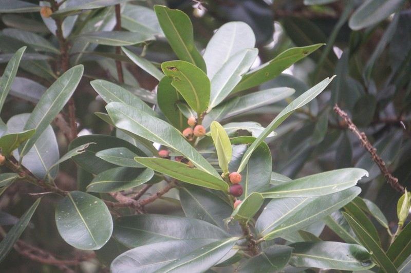 Ficus curtipes photo 8