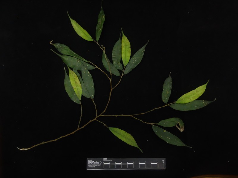 Ficus cuspidata