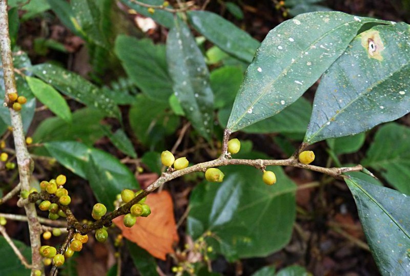Ficus cuspidata photo 2