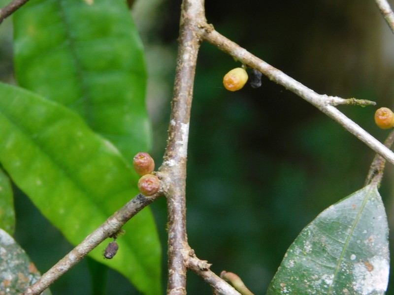 Ficus cuspidata photo 3