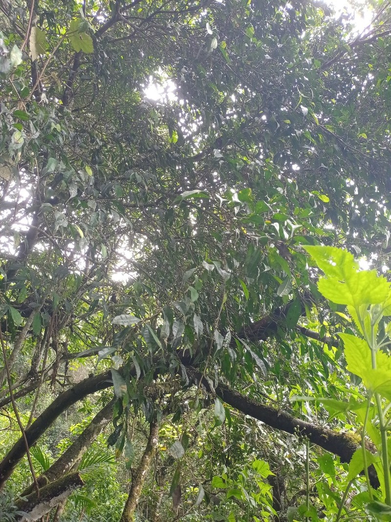 Ficus cuspidata photo 4