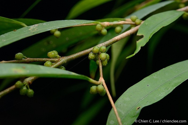 Ficus cuspidata photo 5