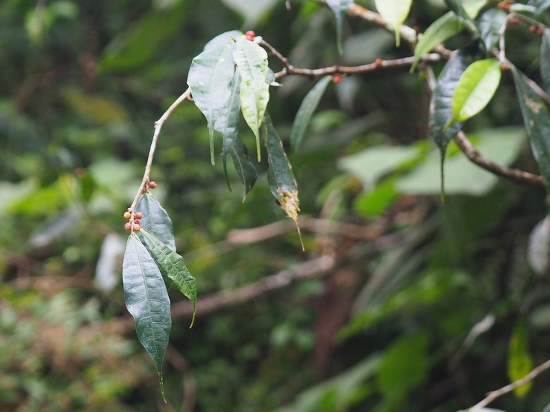 Ficus cuspidata photo 6