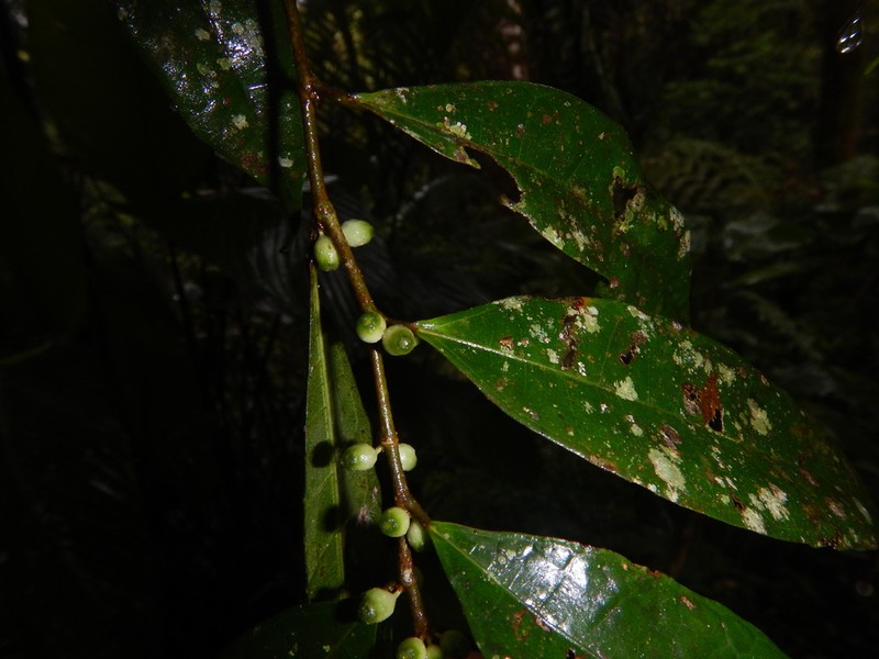 Ficus cuspidata photo 8