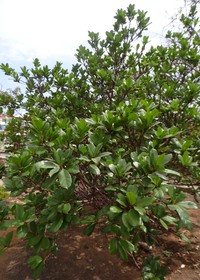 Ficus cyathistipula