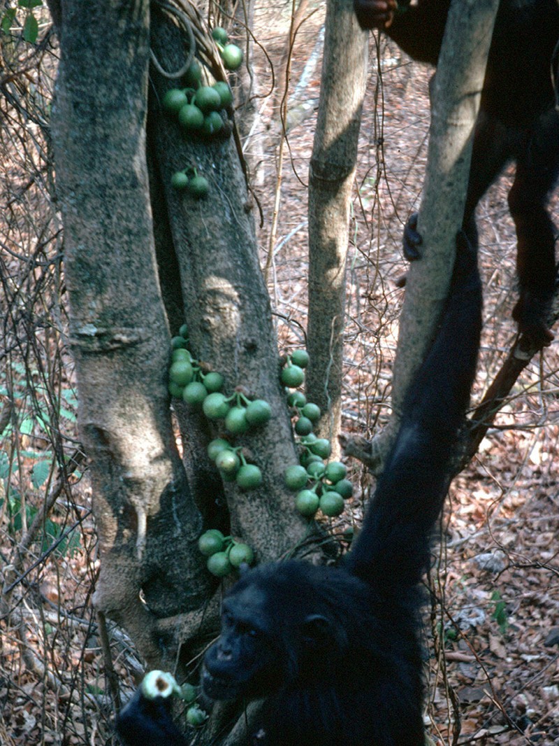 Ficus cyathistipula photo 2