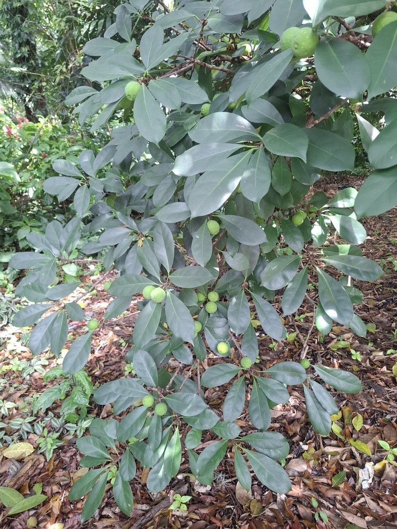 Ficus cyathistipula photo 3