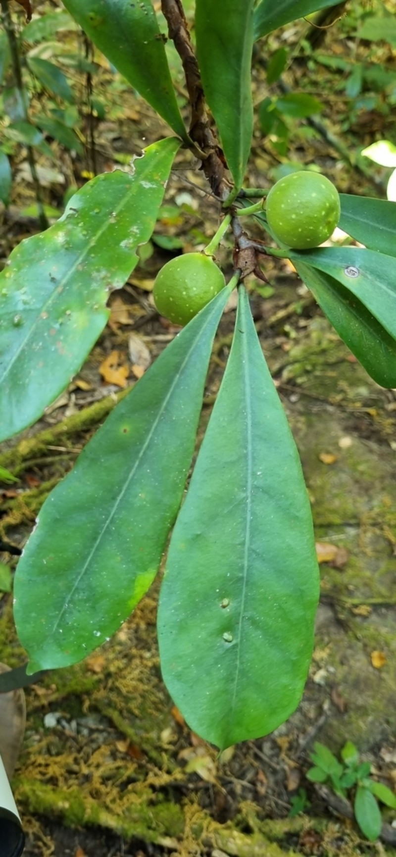 Ficus cyathistipula photo 4