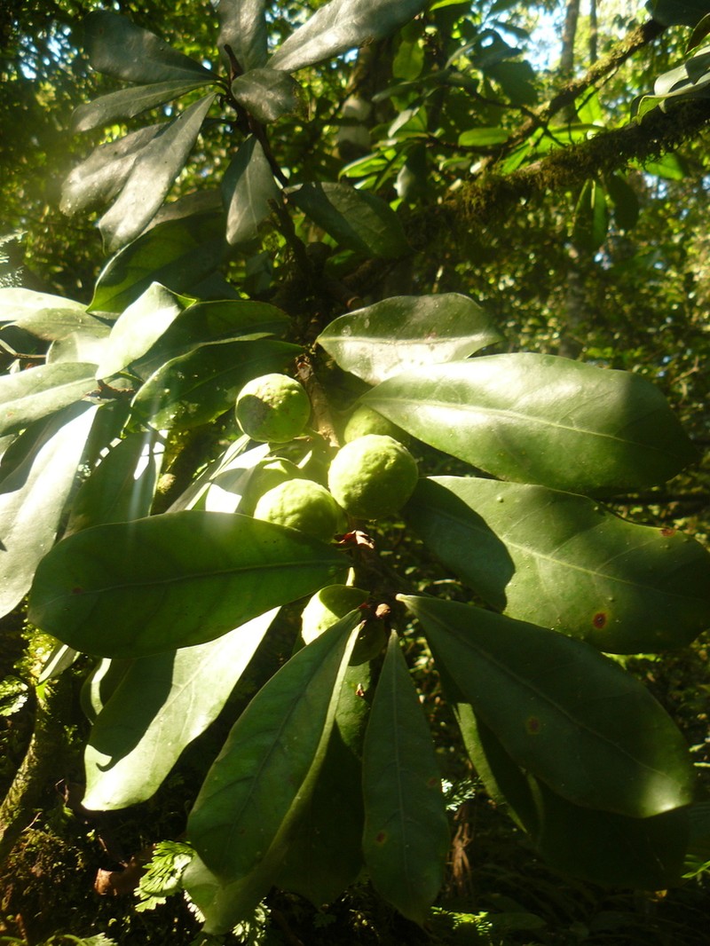 Ficus cyathistipula photo 5