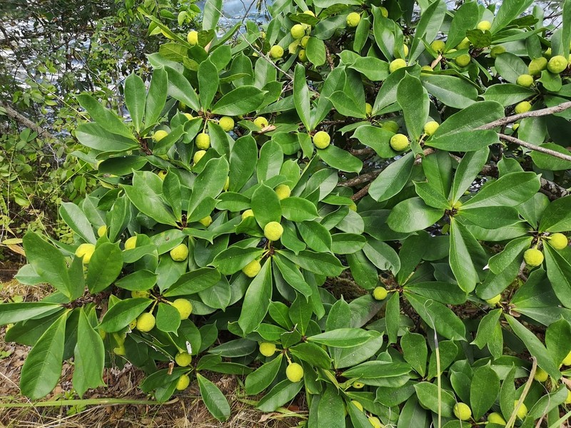 Ficus cyathistipula photo 6