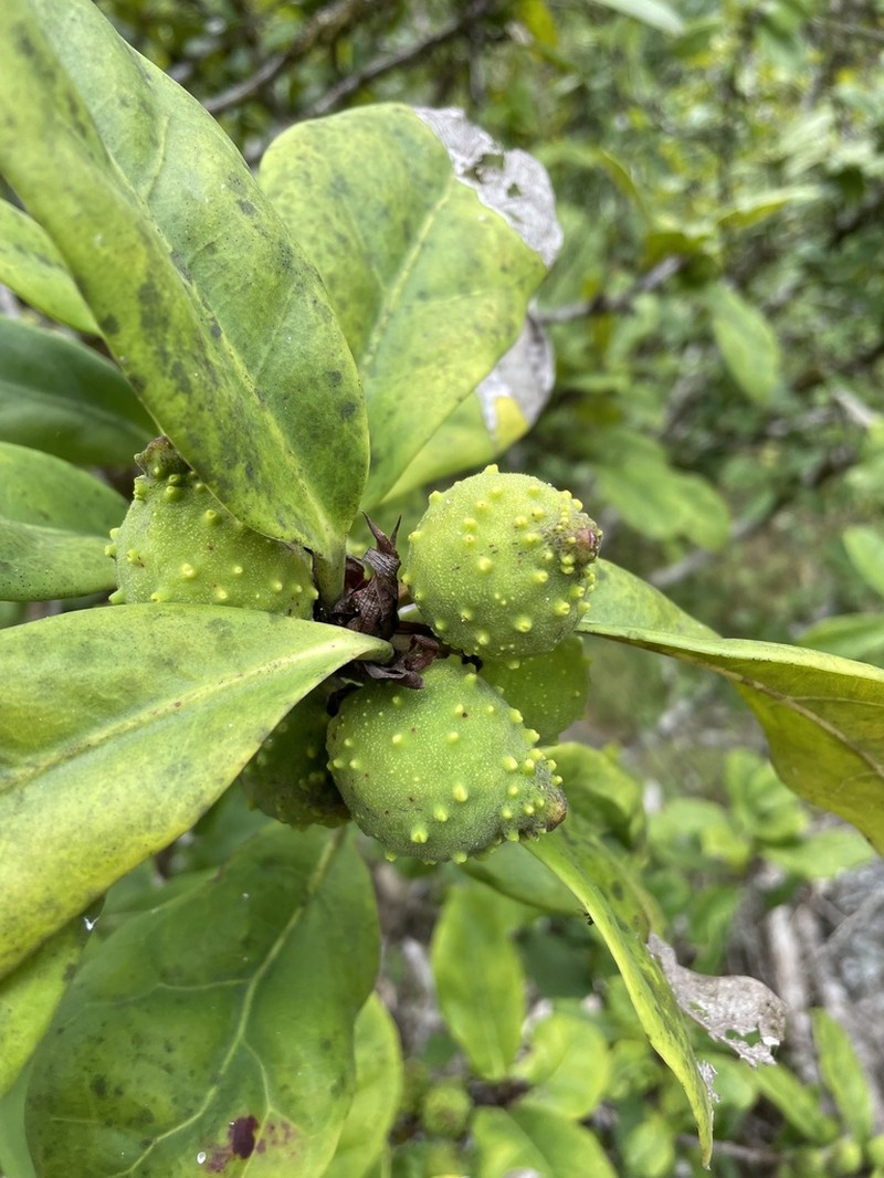 Ficus cyathistipula photo 7