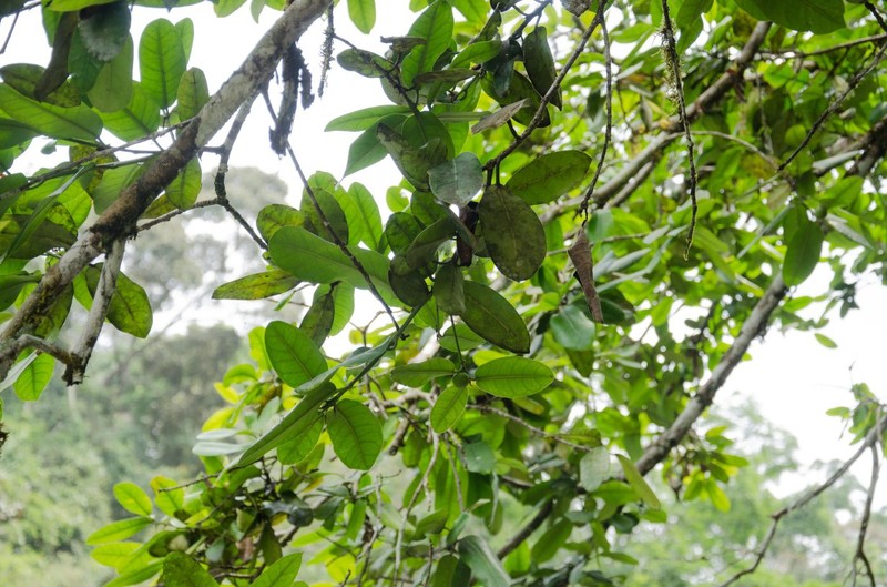 Ficus cyathistipula subsp. cyathistipula
