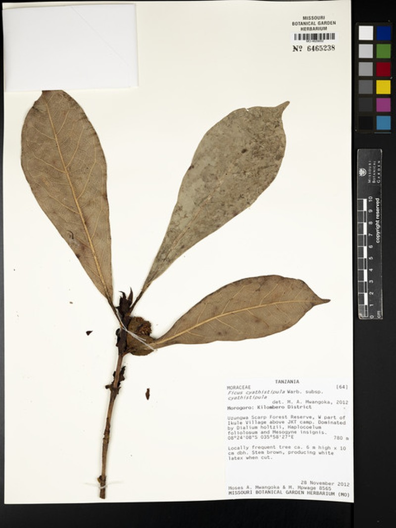 Ficus cyathistipula subsp. cyathistipula photo 2