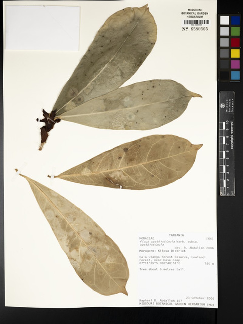 Ficus cyathistipula subsp. cyathistipula photo 3