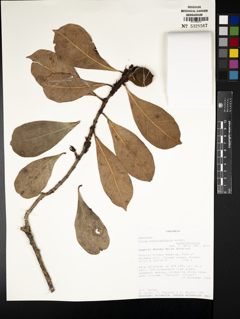 Ficus cyathistipula subsp. cyathistipula photo 4