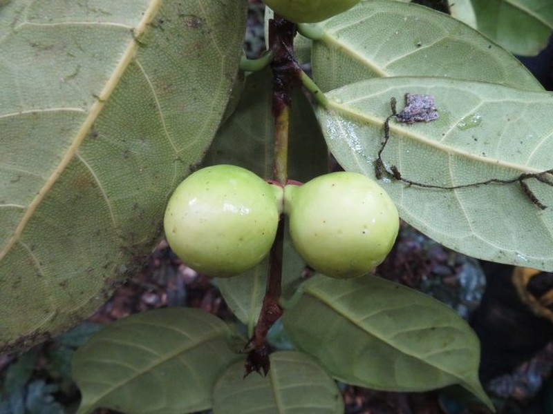 Ficus cyathistipula subsp. pringsheimiana