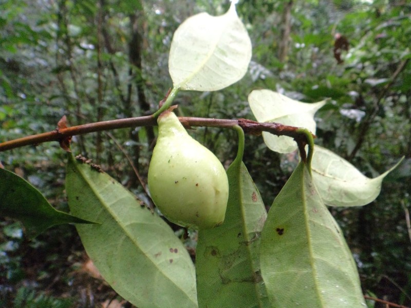 Ficus cyathistipula subsp. pringsheimiana photo 2