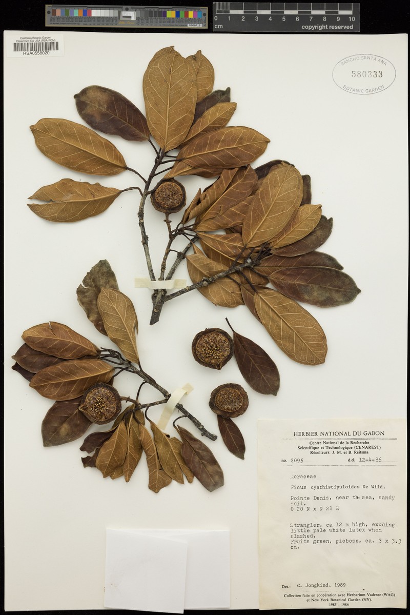 Ficus cyathistipuloides