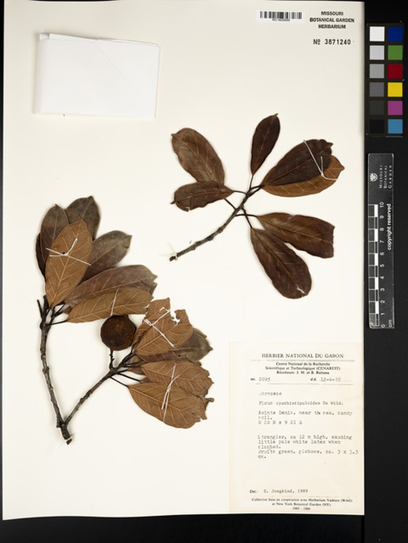 Ficus cyathistipuloides photo 2