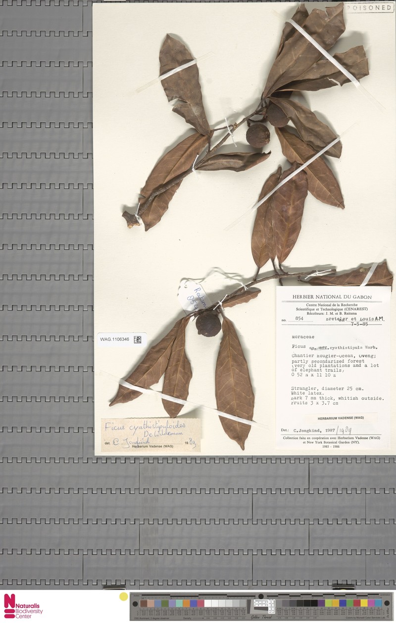 Ficus cyathistipuloides photo 3