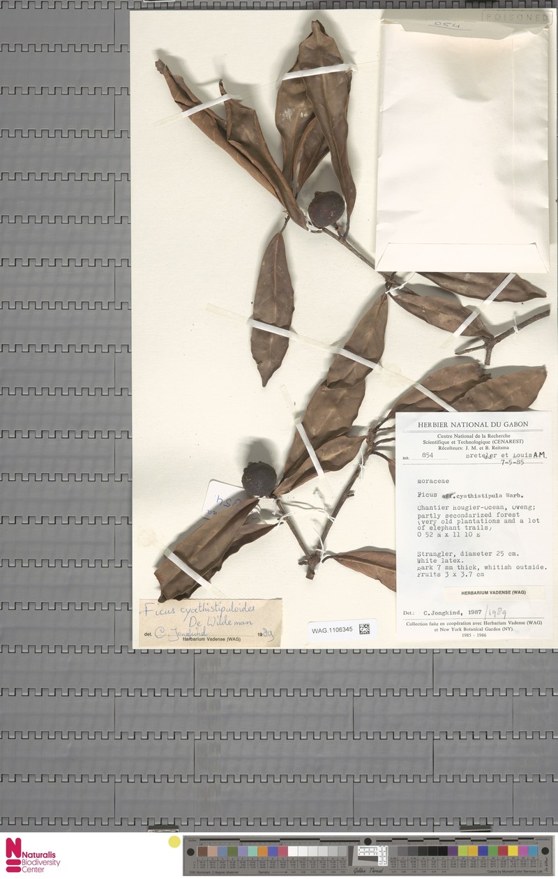 Ficus cyathistipuloides photo 4