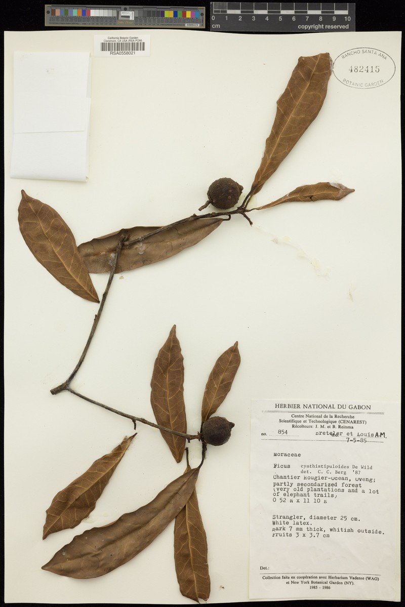 Ficus cyathistipuloides photo 5