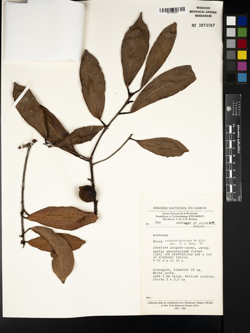 Ficus cyathistipuloides photo 6