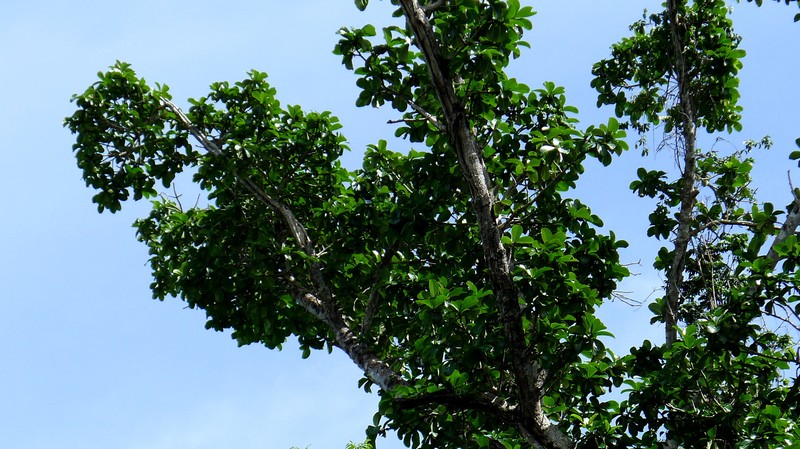 Ficus cyclophylla