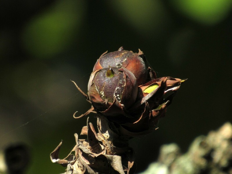 Ficus cyclophylla photo 2