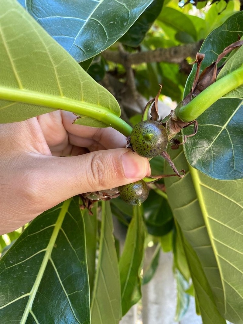 Ficus cyclophylla photo 3