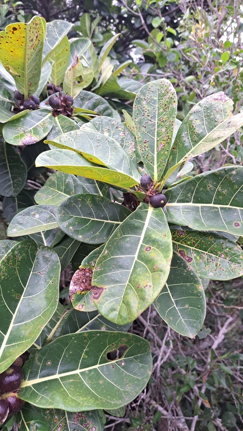 Ficus cyclophylla photo 4