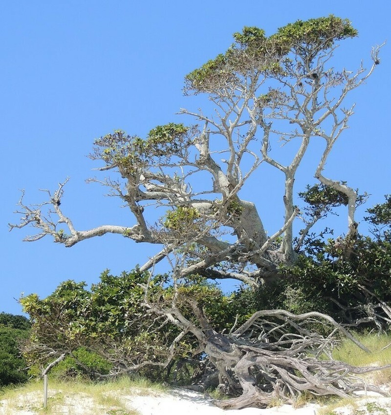 Ficus cyclophylla photo 5