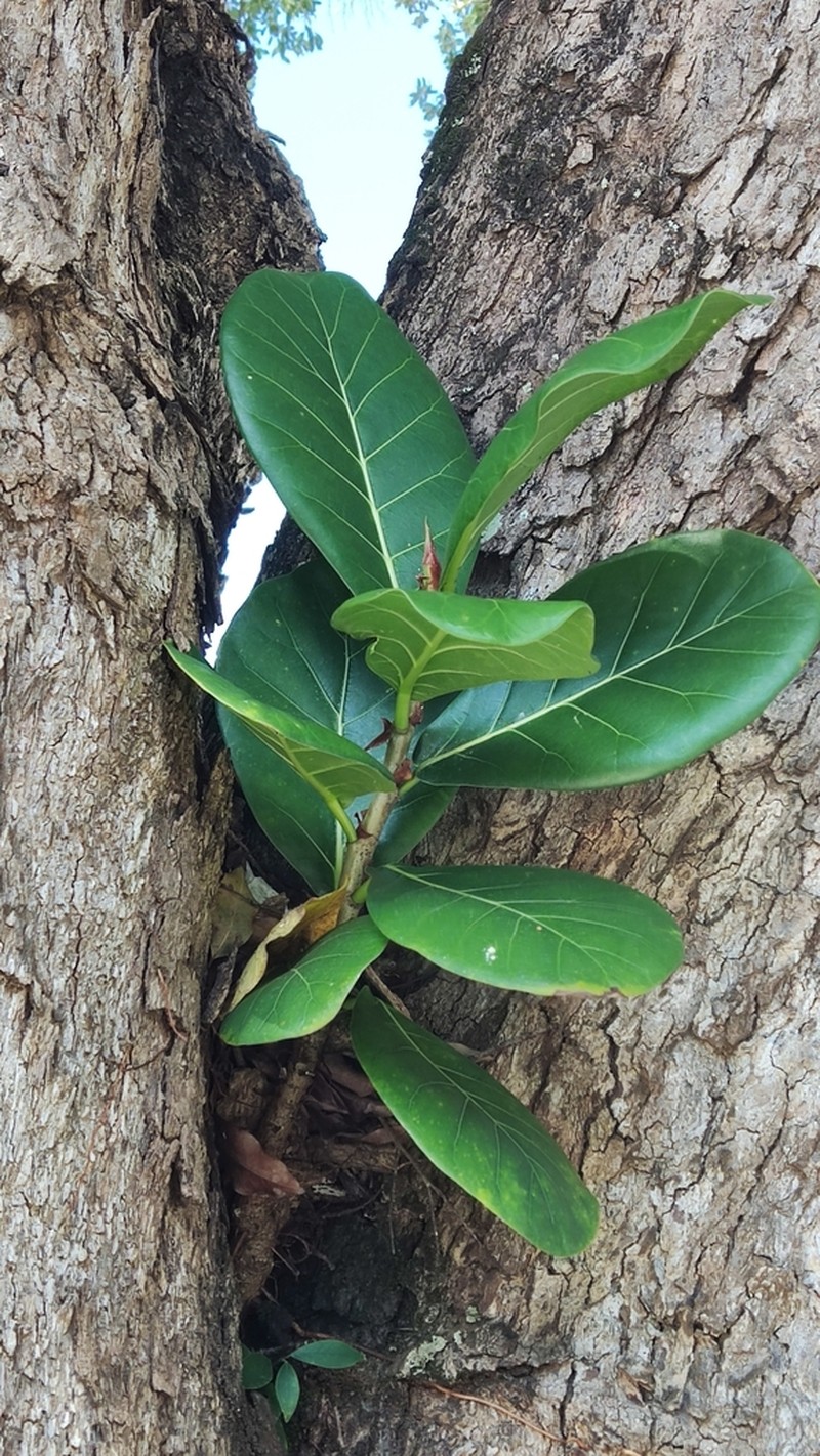 Ficus cyclophylla photo 6