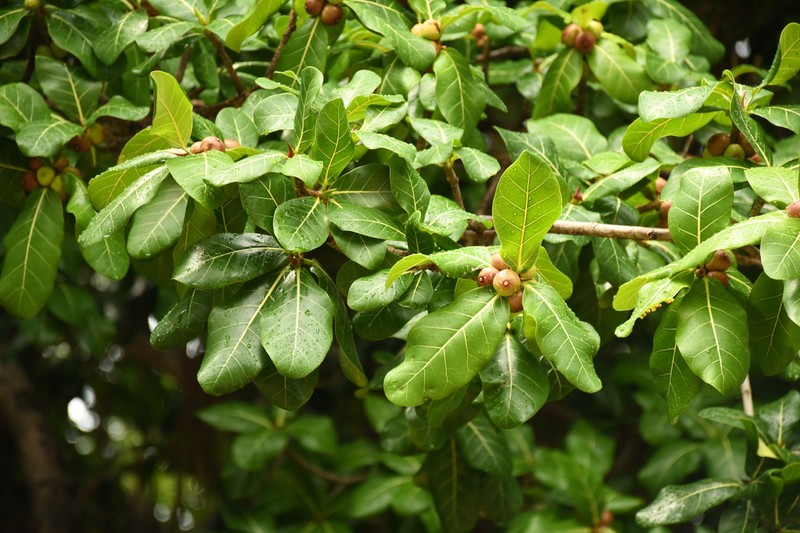 Ficus cyclophylla photo 7