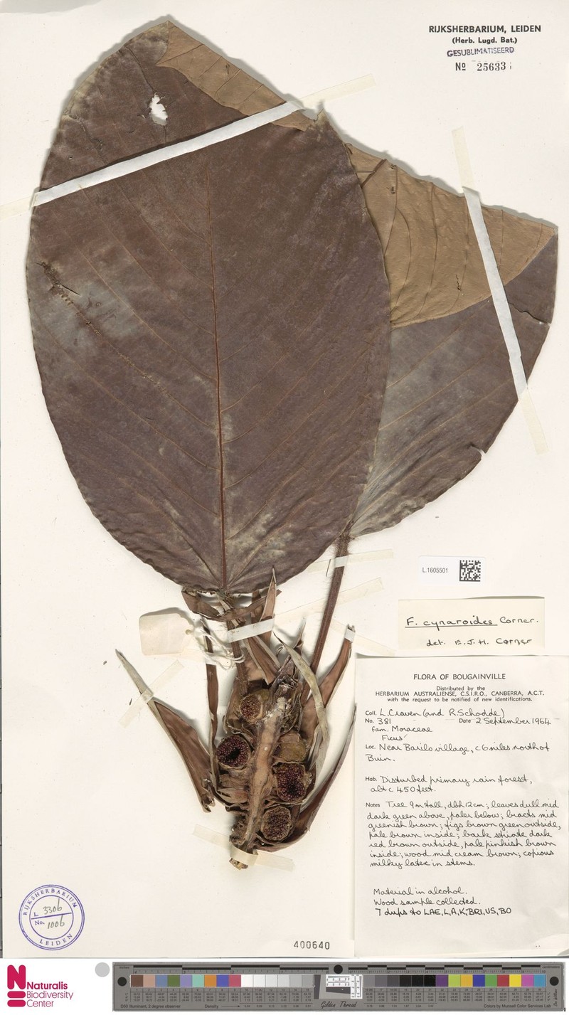 Ficus cynaroides