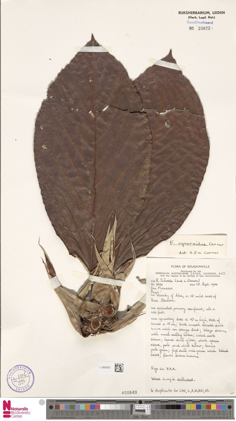 Ficus cynaroides photo 2